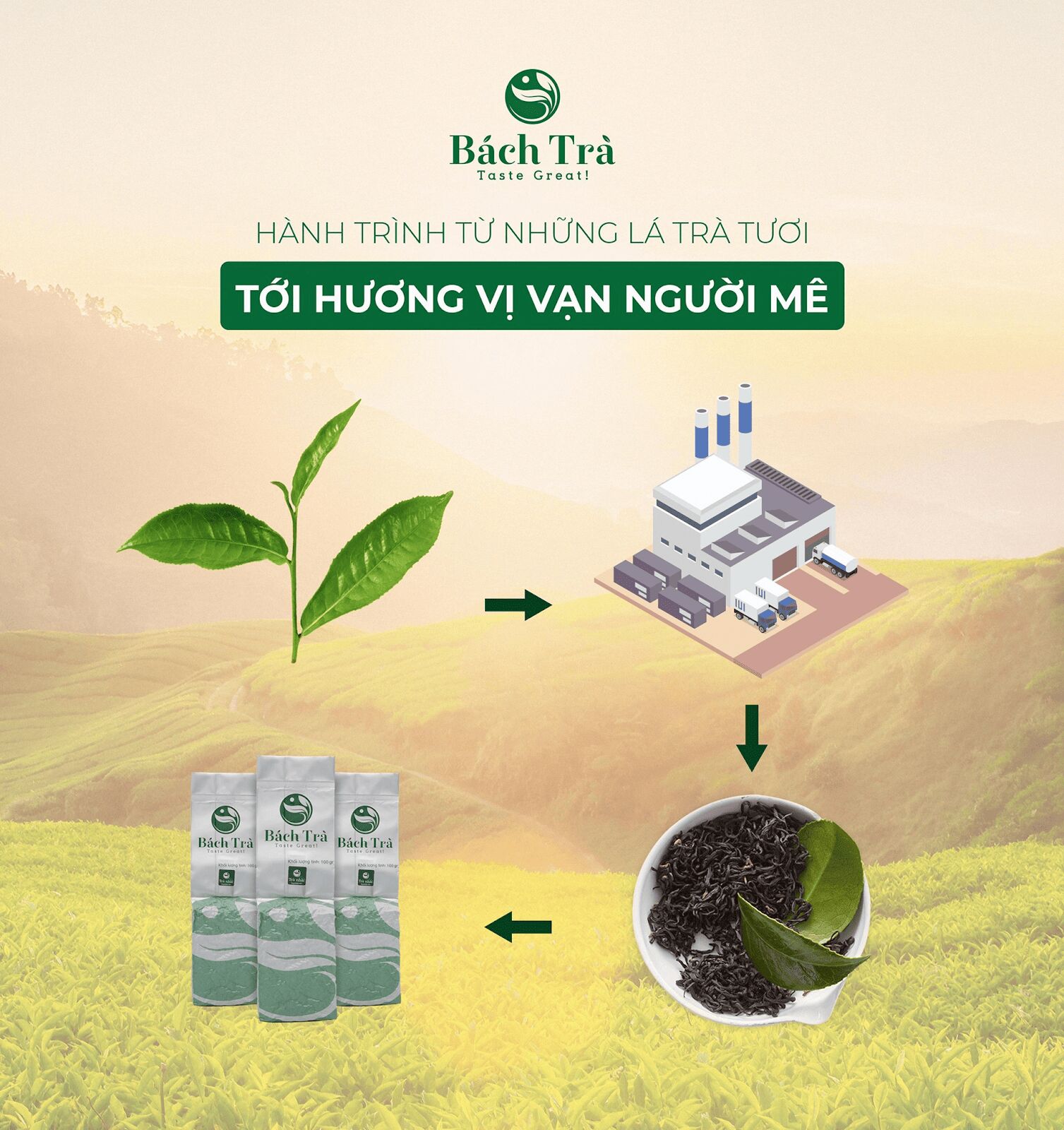 (Từng công đoạn chế biến trà tại Bách Trà đều vô cùng tỉ mỉ, cẩn thận)