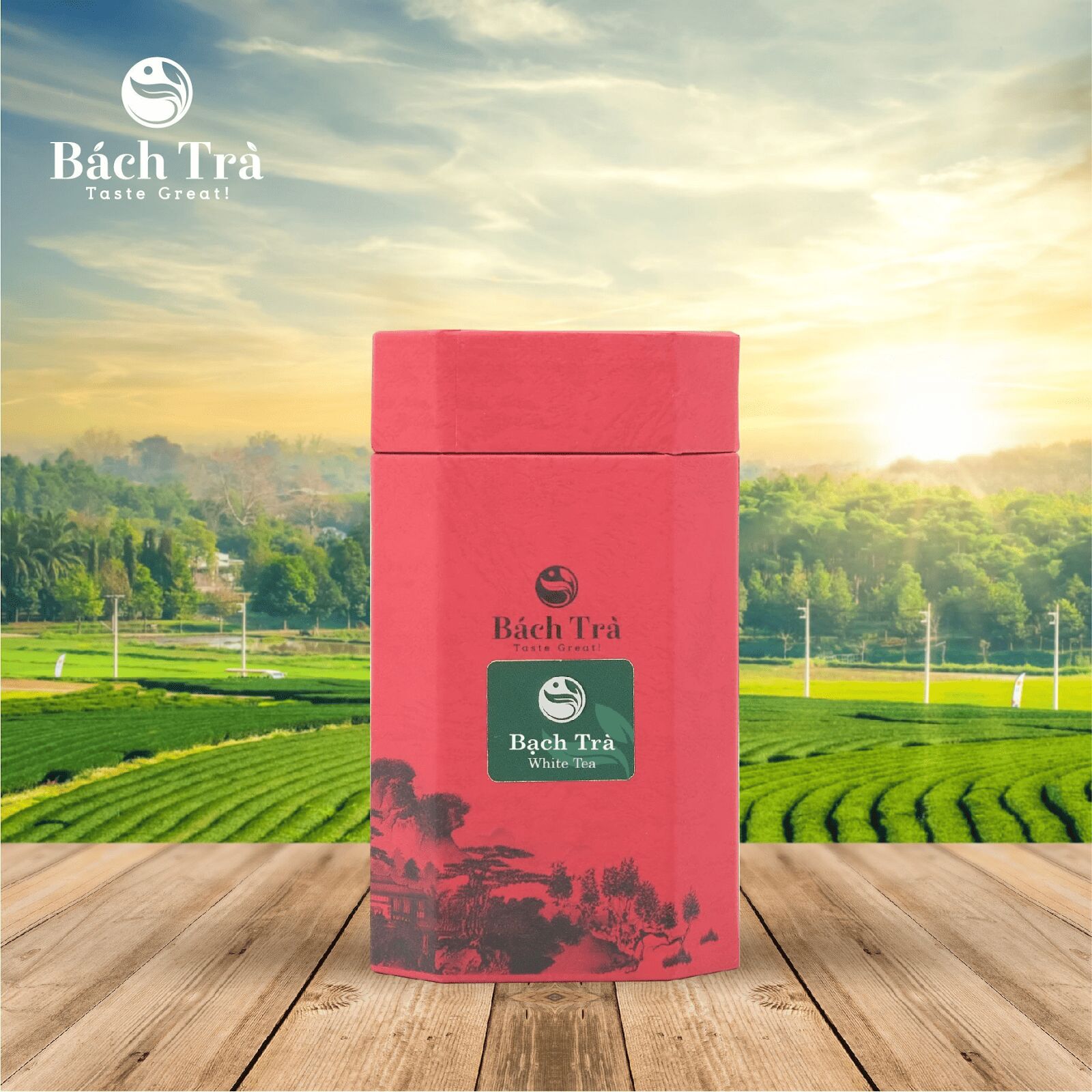 (Bạch Trà chỉ có thể thu hoạch vào tháng 3 tháng 4 hàng năm)