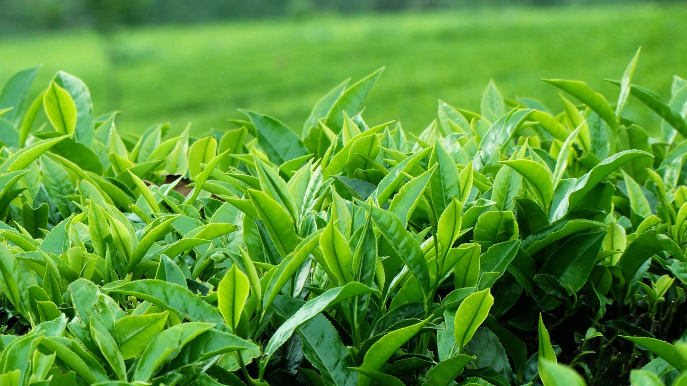(Sản phẩm của Công ty TNHH Nam Sơn Phú Thọ có nguồn gốc 100% từ các búp trà non)