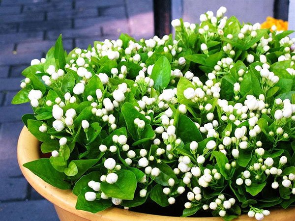 (Hoa nhài có mùi thơm nhẹ, thanh mát dịu dàng nên vô cùng thích hợp để ướp trà)