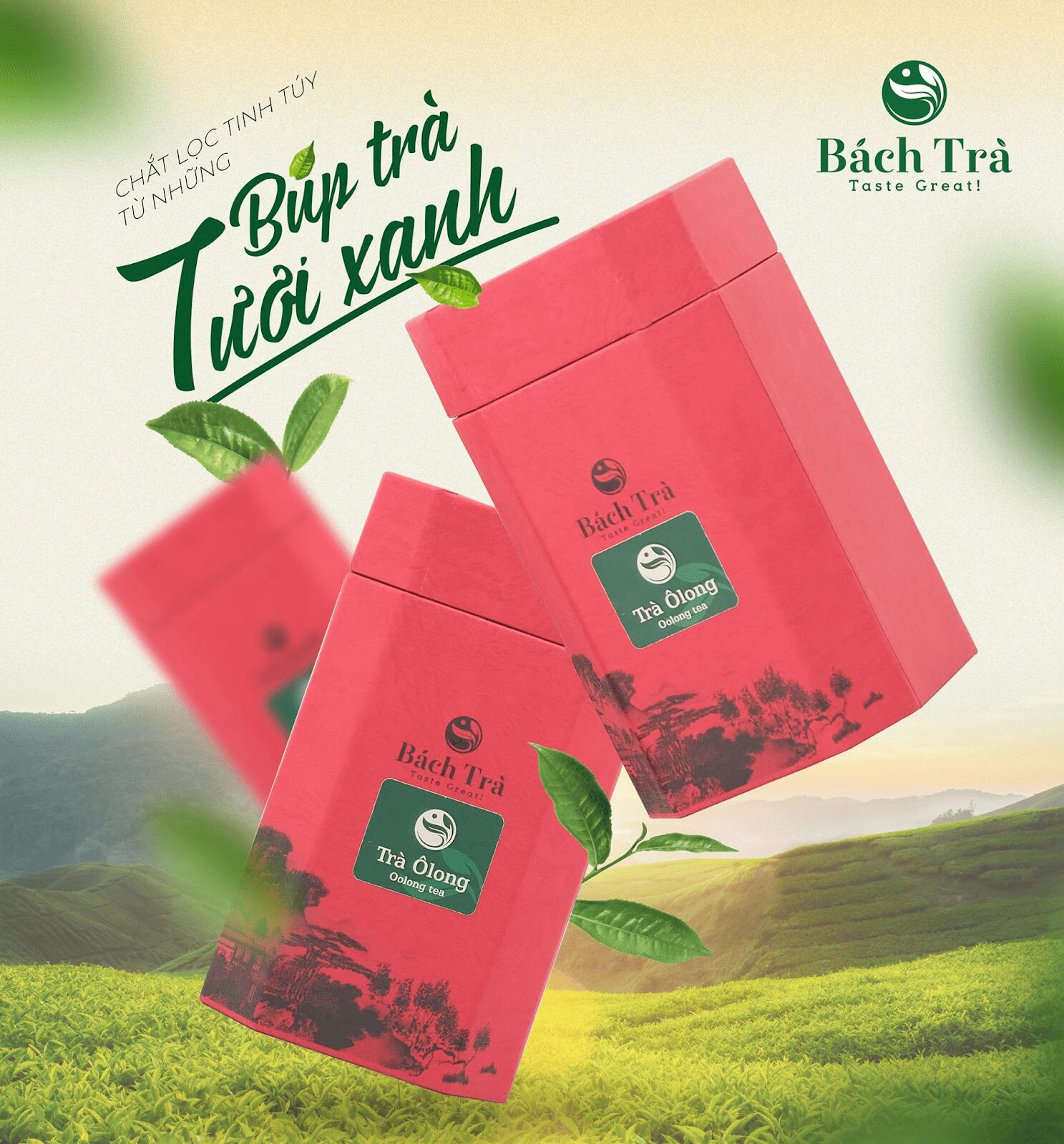 (Trà tại Bách Trà được chắt lọc từ những búp trà tươi xanh)