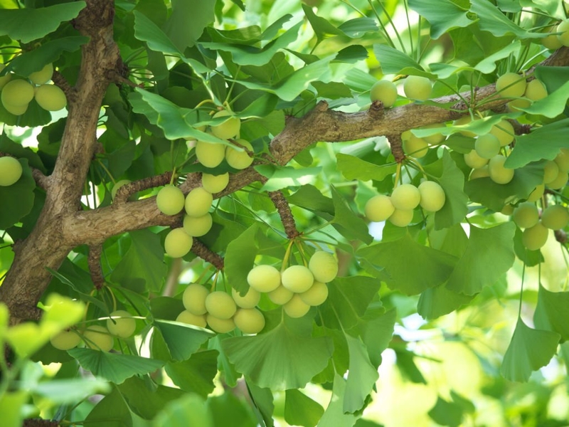 Trà trị rối loạn tiền đình có hiệu quả hay không? 3